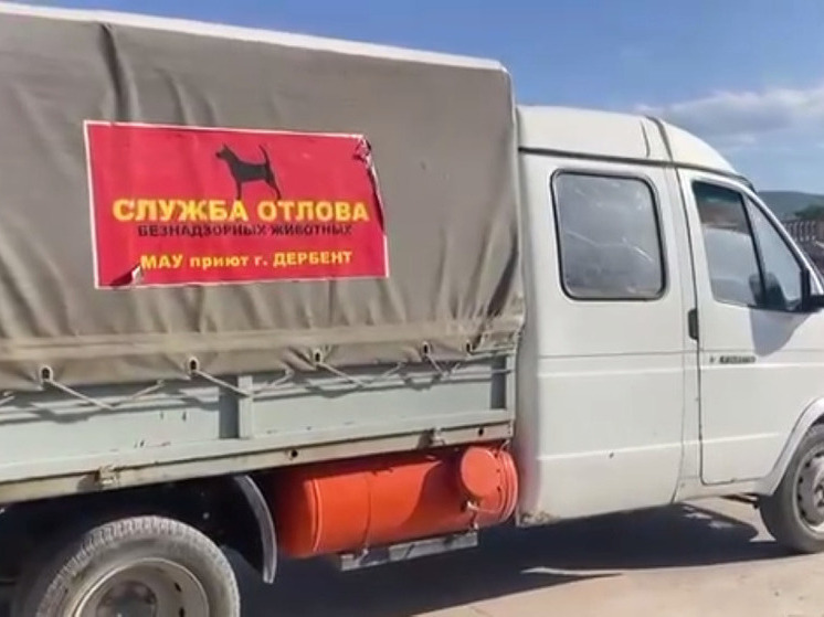 В Дербенте отловили 14 бездомных собак на территории больницы и пляжа