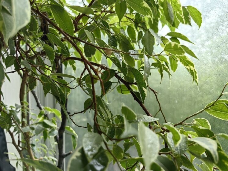 В Хабаровске 20 июня ожидается дождливая погода