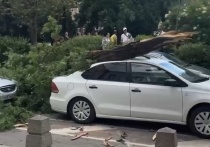 В Ростове, на пересечении улиц Пушкинской и Буденновского, крупное дерево рухнуло прямо на автомобиль