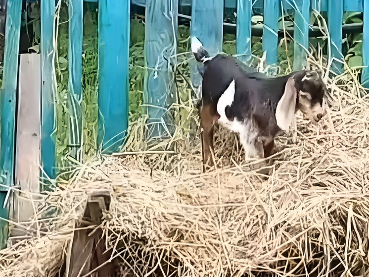 Жителям и гостям Хакасии показали проказы трехмесячной нубийской козочки