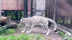 Снежный барс резвится как котенок после дождя в Челябинске. Видео