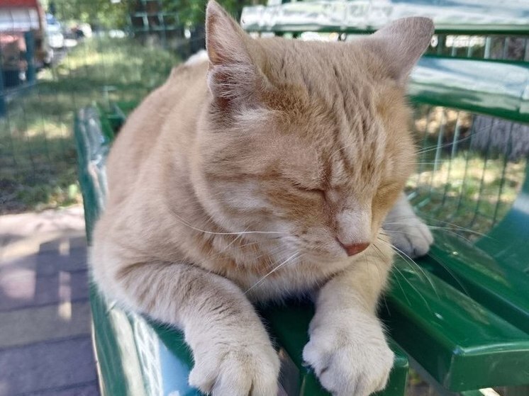 Белгородцев пригласили на выставку и раздачу кошек и собак