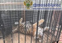 Выяснились новые подробности громкой истории с изъятием хищников — леопарда и тигра — в дачном поселке в Пушкинском городском округе Подмосковья