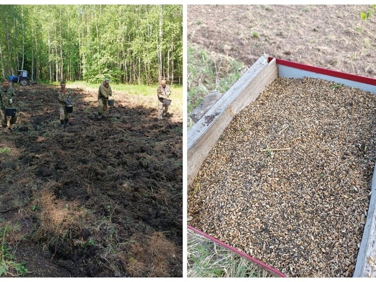 Для диких животных в Марий Эл заготавливают корма и соль