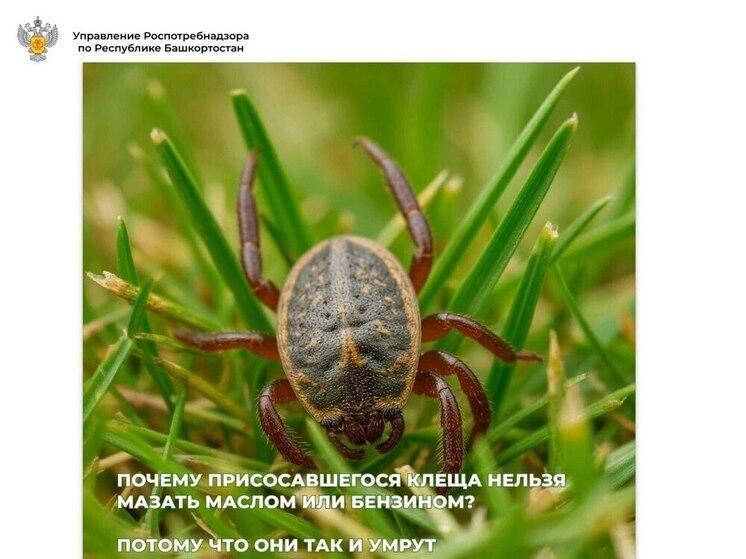 В Башкирии более семи тысяч человек пожаловались на укусы клещей