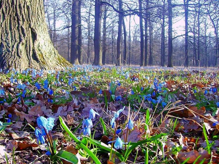 ДНР и Рослесхоз объединят усилия для восстановления лесов Донбасса