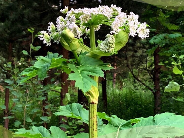 В Калужской области объявили войну борщевику