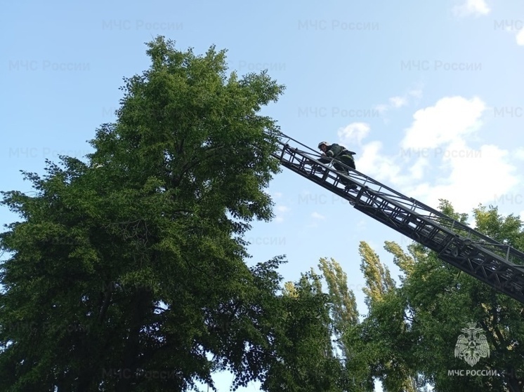 В Орле с высокого дерева несколько дней жалобно звал на помощь котёнок