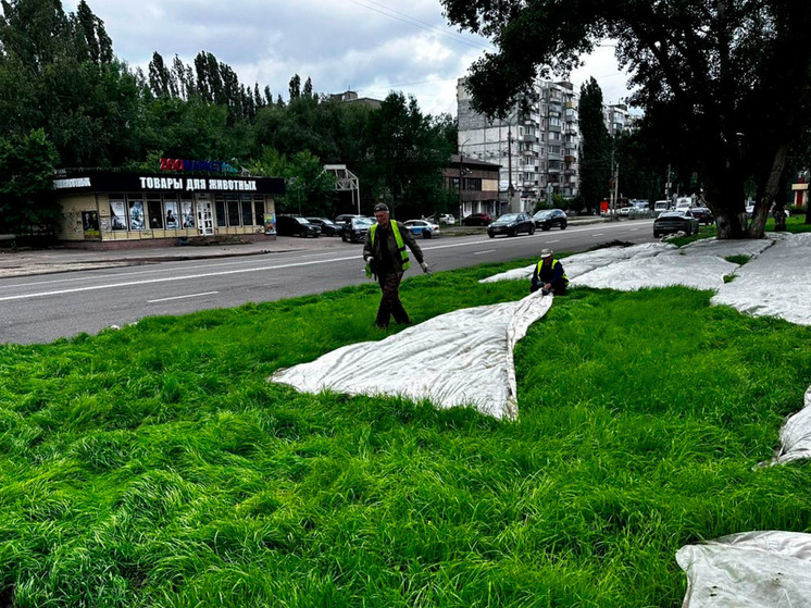 В Воронеже продолжается работа по восстановлению газонов