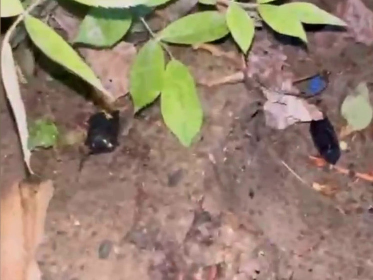 В Сочи задержали наркозакладчика