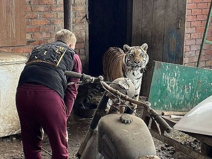 Спасенную от хозяев державших ее на цепи тигрицу с Кубани отправят в зоопарк
