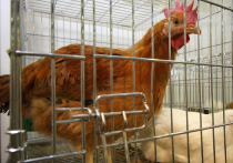 Из-за нехватки средств и любви к свежим продуктам решилась на неоднозначный шаг жительница подмосковного Дмитрова