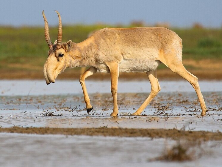 Волго-уральские сайгаки-мигранты больше не будут краснокнижными животными