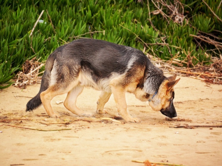 В полиции Приморья с профессиональным праздником поздравили кинологов