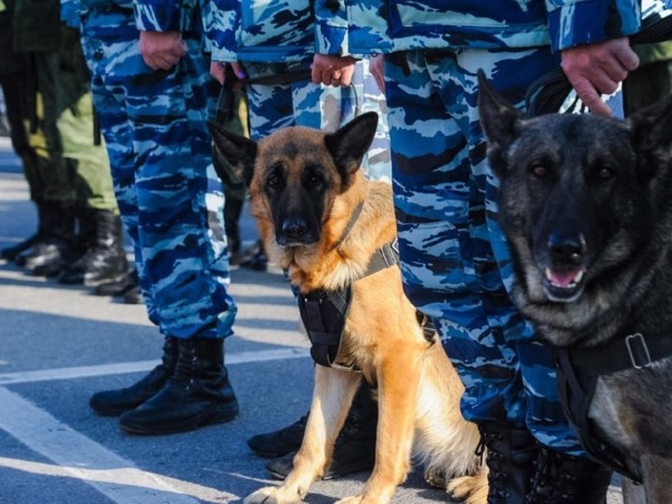 Волгоградские кинологи отмечают свой профессиональный праздник