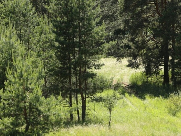 Волгоградцам напомнили правила организации отдыха в лесу