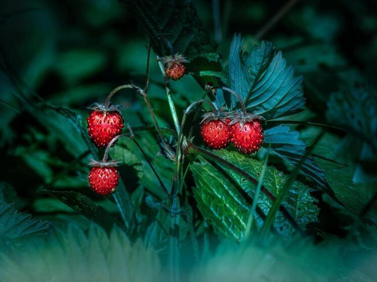 Синоптики 22 июня обещают в Смоленске облачную погоду