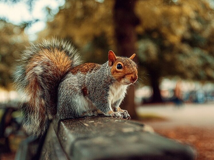 Бешенство и летальный исход: сочинцев предупредили о последствиях укуса белки