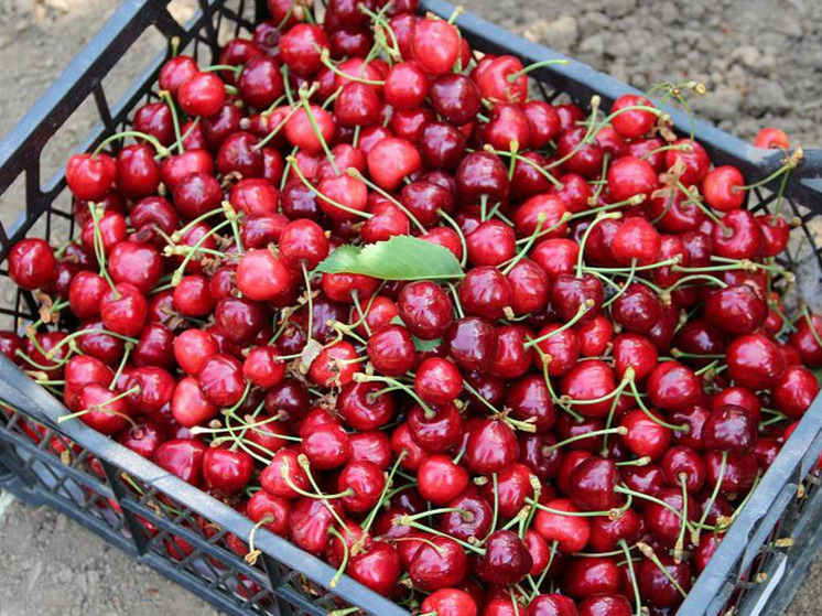 Сочинцам назвали дневную норму черешни для взрослого человека