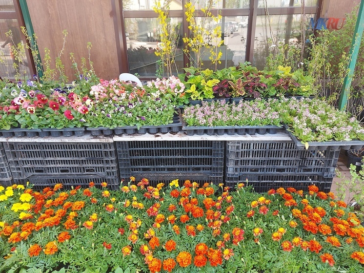 Калужские улицы зацветут пышным цветом