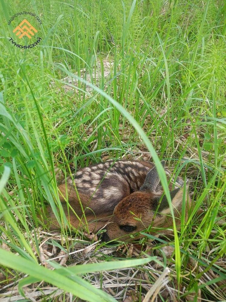 Детеныша косули обнаружили в Тункинском нацпарке