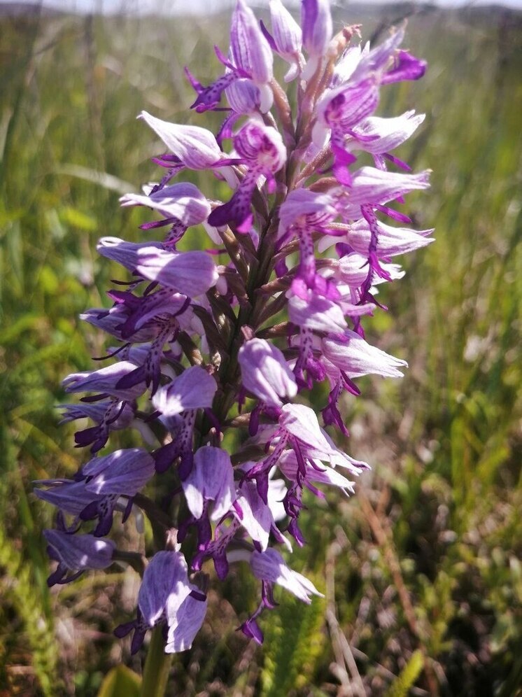 В Баймакском районе провели учет редкого растения
