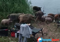 В Аксае Ростовской области на территорию рыбака напали кабаны