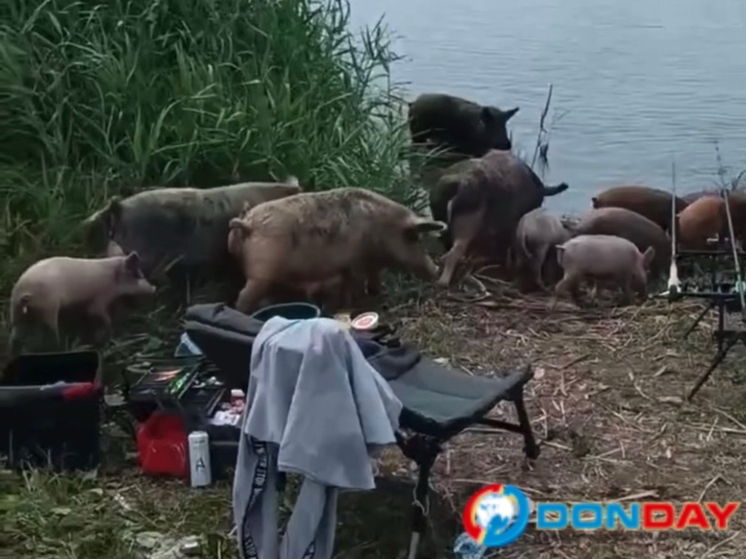 В Аксае Ростовской области на территорию рыбака напали кабаны
