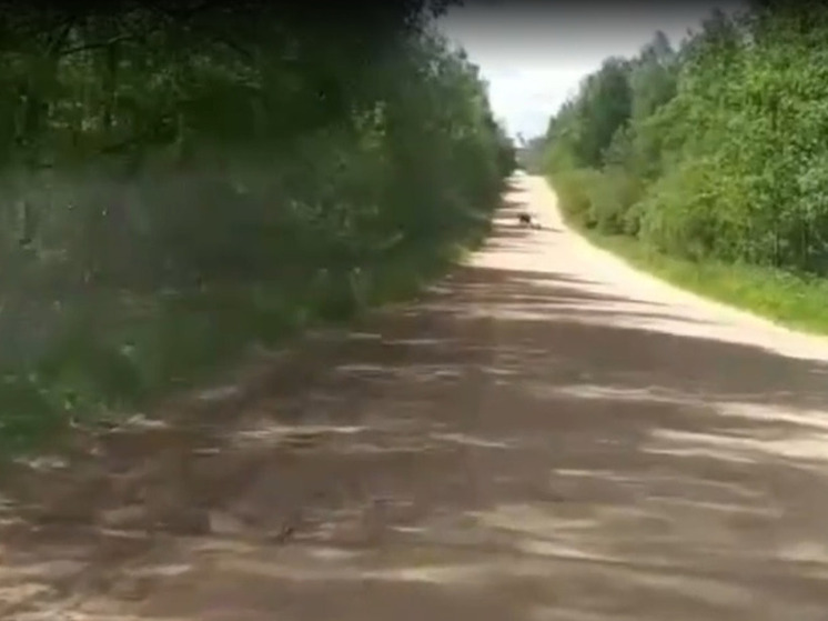 В Переславском районе засняли  семью медведей
