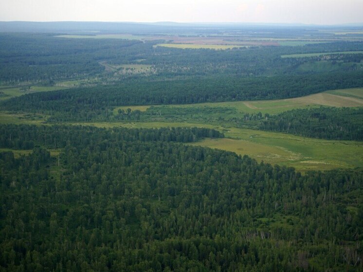 По лесным доходам Приангарье стало лидером в РФ