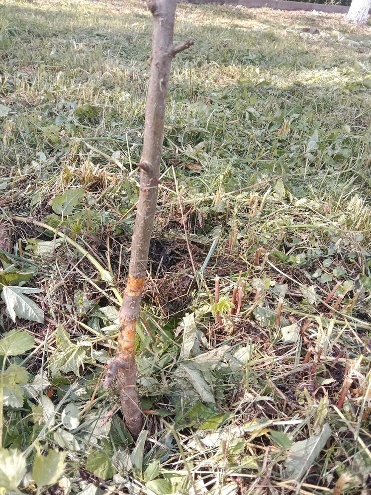 Жители Воротынска оценили работу «косарей»