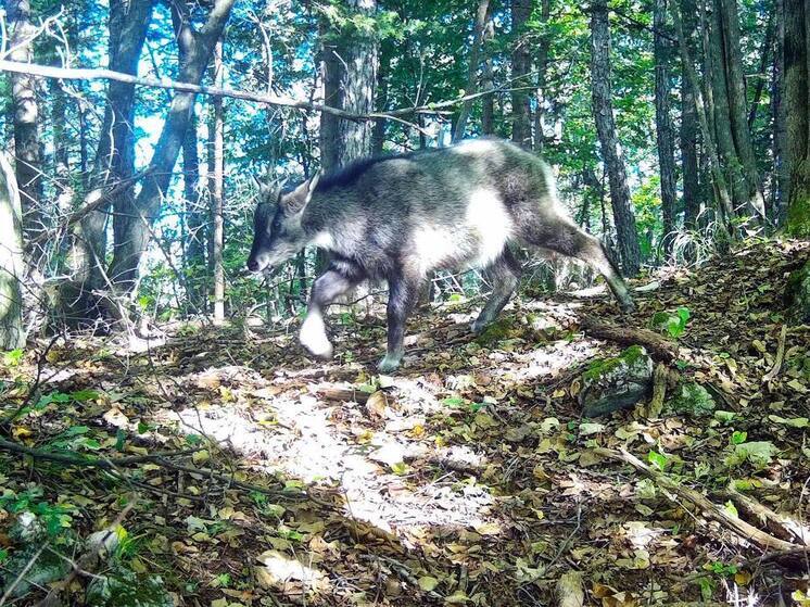 Впервые за полвека редкого зверя встретили в приморском заповеднике