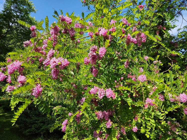 В йошкар-олинском ботсаду цветет розовая акация