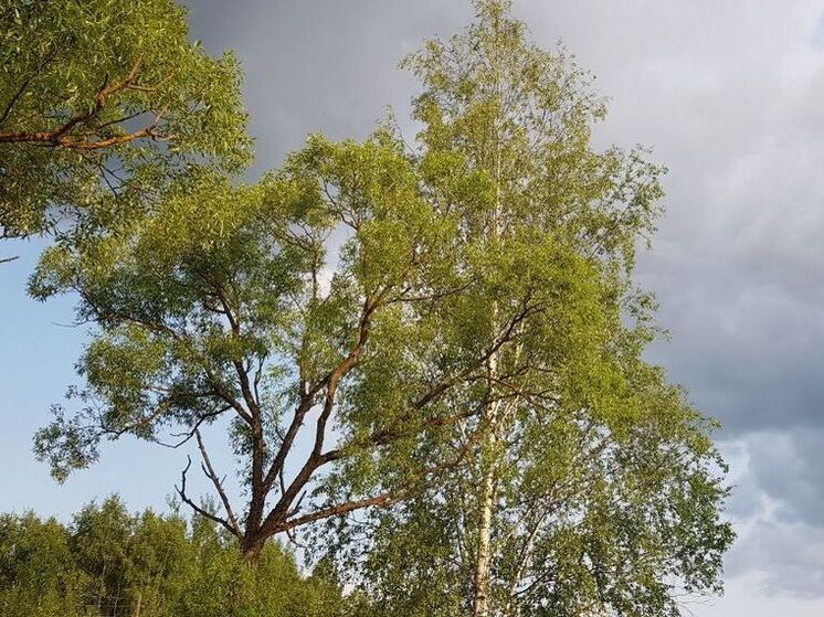 В Подмосковье сегодня будет прохладно, как в сентябре