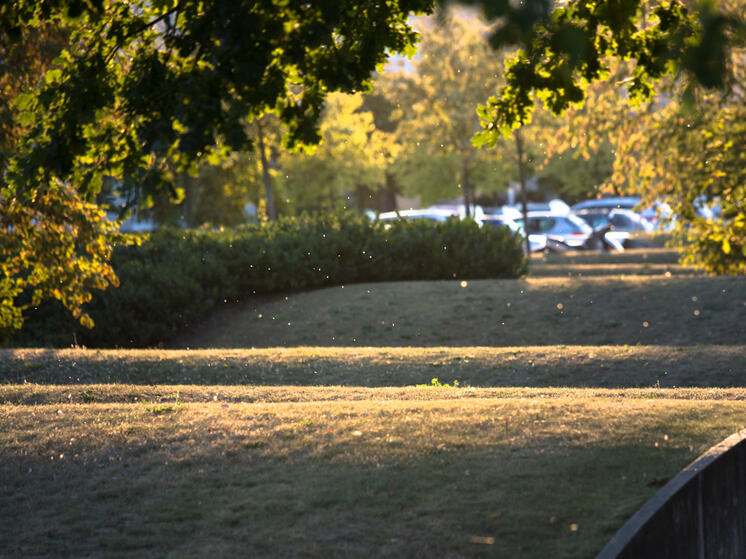 На улице Усова в Томске скосили многолетний цветник, приняв его за газон