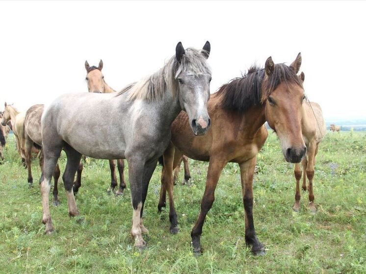 Его организовали на площадке конноспортивного комплекса