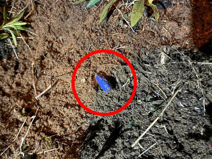 Двум волгоградским студентам грозит до 20 лет тюрьмы за сбыт наркотиков