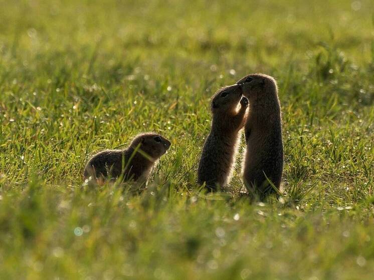Светофоры и пабы для сусликов сооружают в России - вот бы и в Карелии так