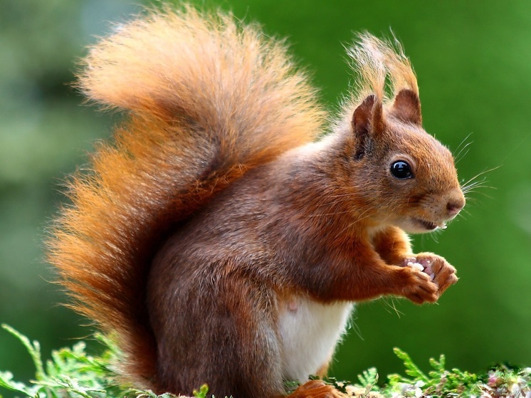 Калужанам посоветовали держаться подальше от белок