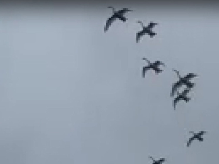 Белые лебеди прилетели в калужское Ульяново в День памяти и скорби