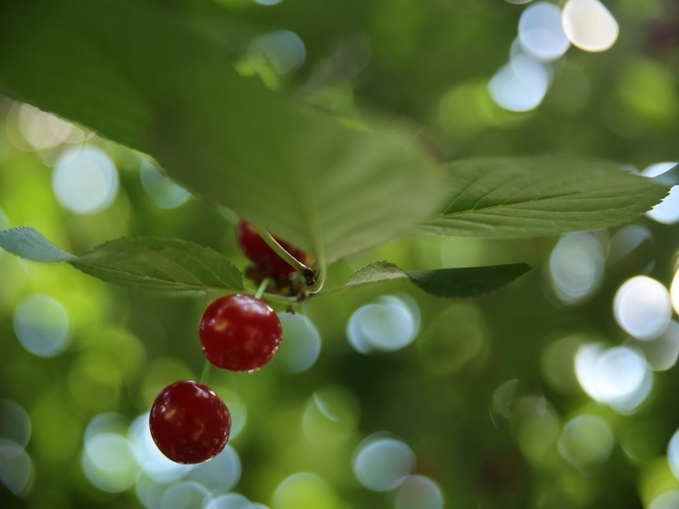 Волгоградцам рассказали о пользе черешни