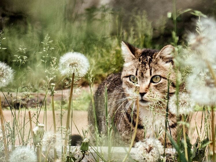 В Хабаровске 23 июня ожидается температура воздуха до +29 градусов