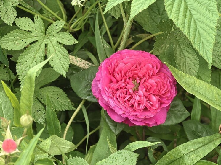 Хабаровский гороскоп на неделю с 23 по 29 июня 2025 года