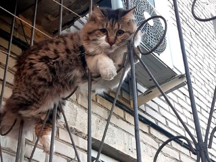 В Биробиджане кот-романтик застрял в балконной решетке