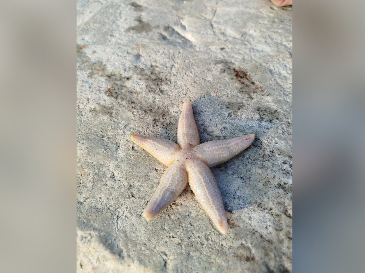 В селе Карелии нашли морскую звезду
