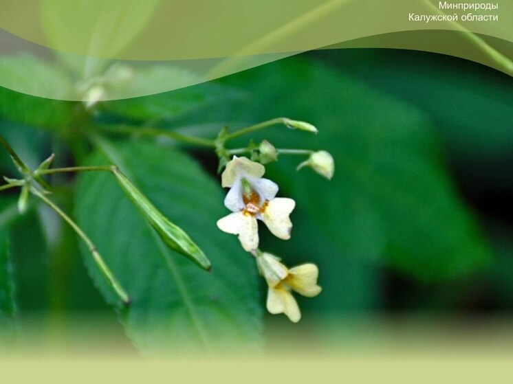 Недотрога угрожает калужским лесам
