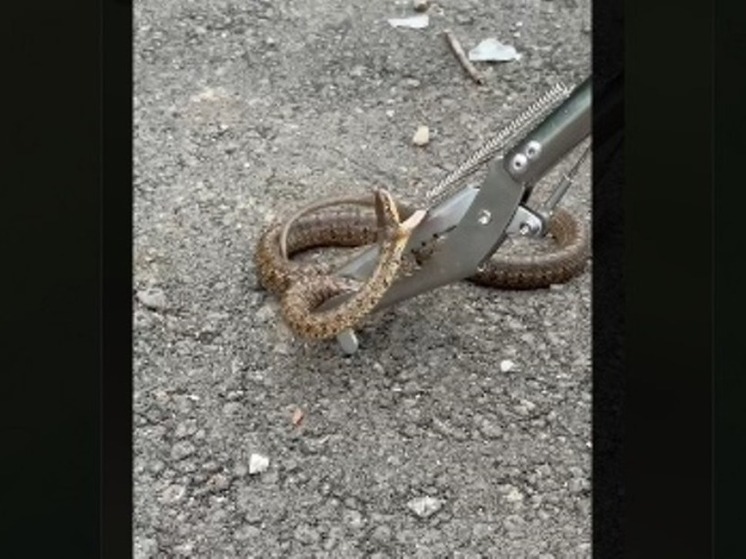 В Биробиджан спасли змею от городской среды