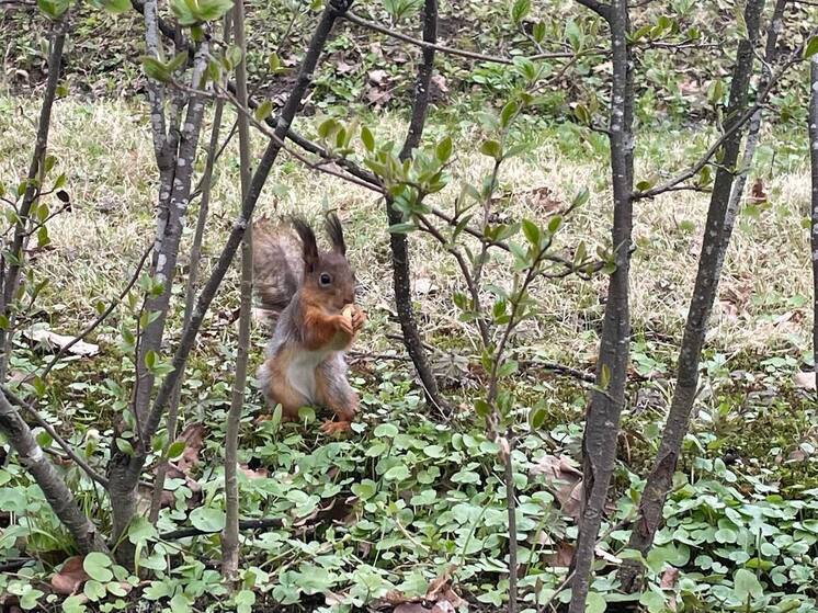 У стен Тапиау поселят ручных белок