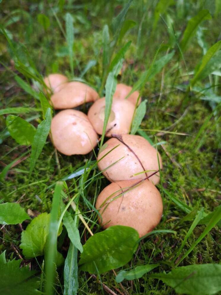 Глава Боровского района ищет помощи у грибников