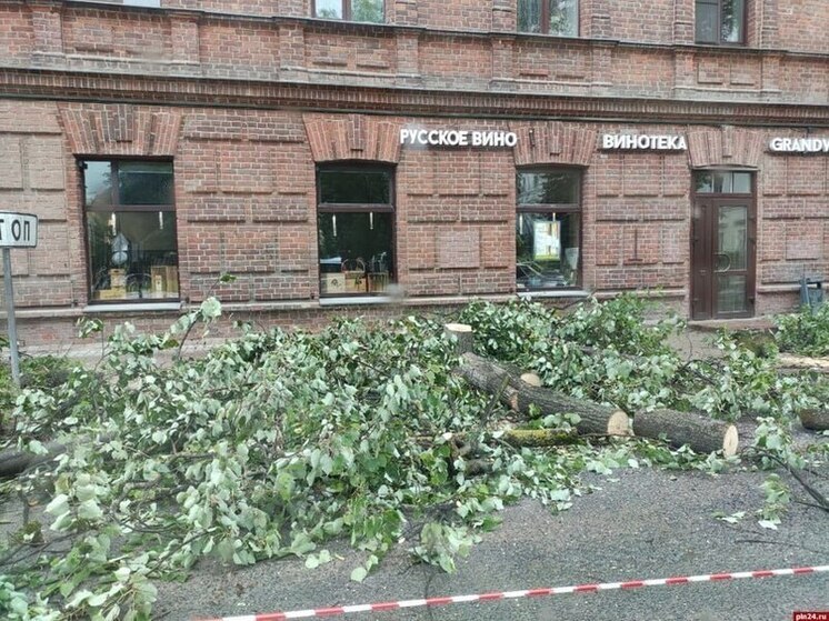 «Из дома боюсь выходить»: зачем на улицах Пскова спиливают деревья
